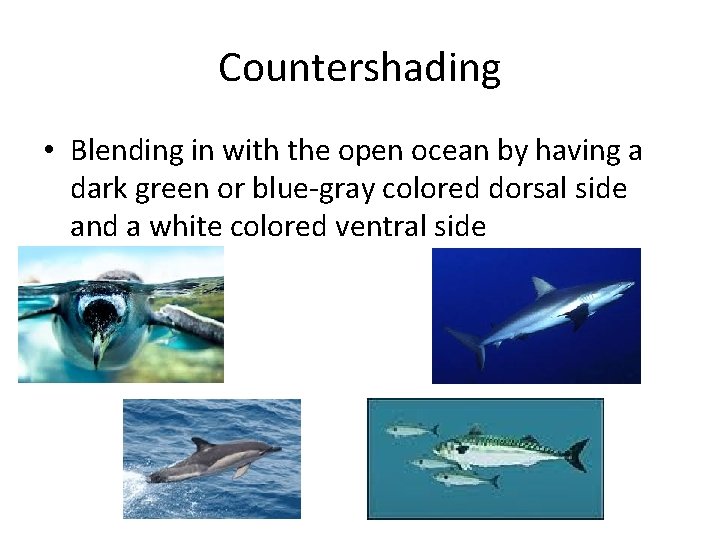 Countershading • Blending in with the open ocean by having a dark green or