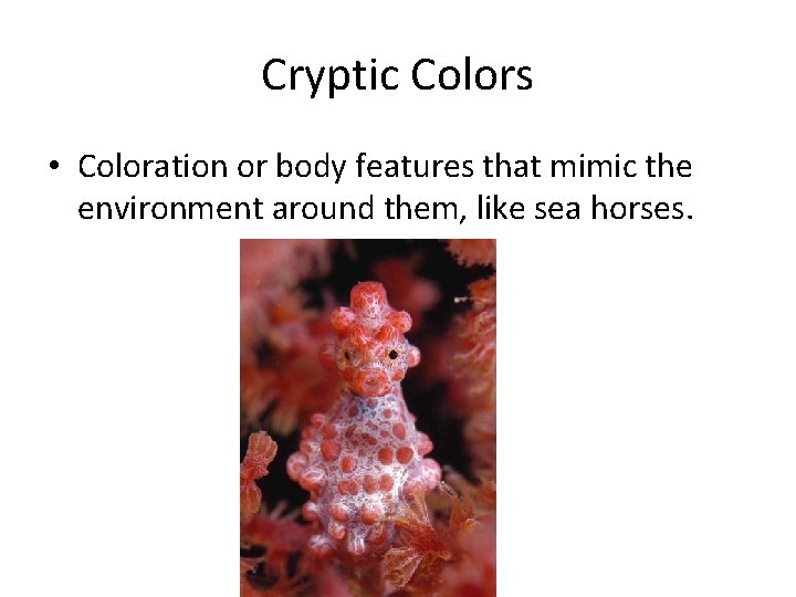 Cryptic Colors • Coloration or body features that mimic the environment around them, like