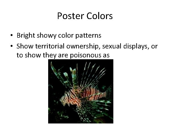 Poster Colors • Bright showy color patterns • Show territorial ownership, sexual displays, or