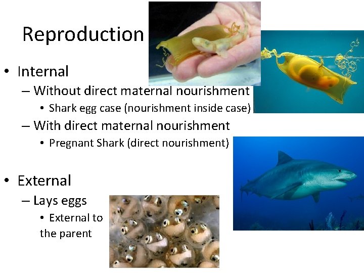 Reproduction • Internal – Without direct maternal nourishment • Shark egg case (nourishment inside
