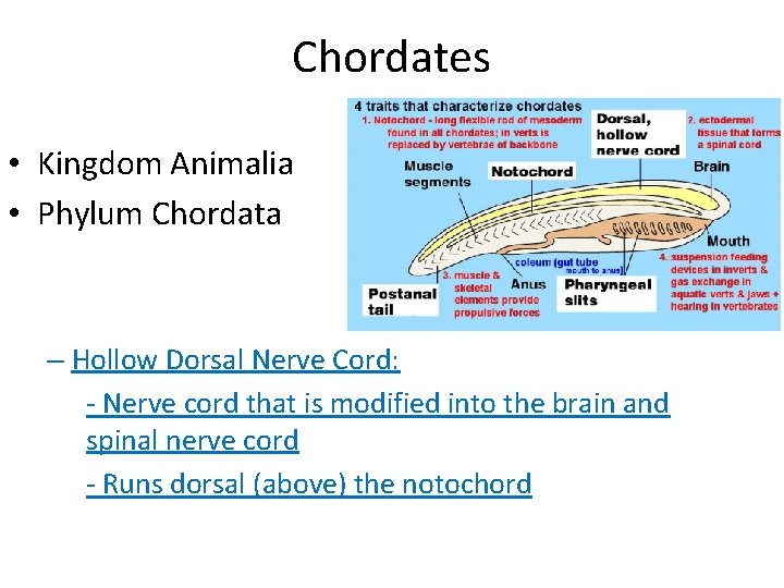 Chordates • Kingdom Animalia • Phylum Chordata – Hollow Dorsal Nerve Cord: - Nerve