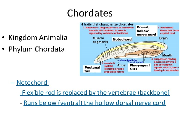 Chordates • Kingdom Animalia • Phylum Chordata – Notochord: -Flexible rod is replaced by