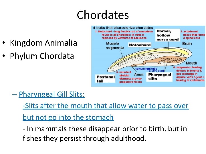 Chordates • Kingdom Animalia • Phylum Chordata – Pharyngeal Gill Slits: -Slits after the