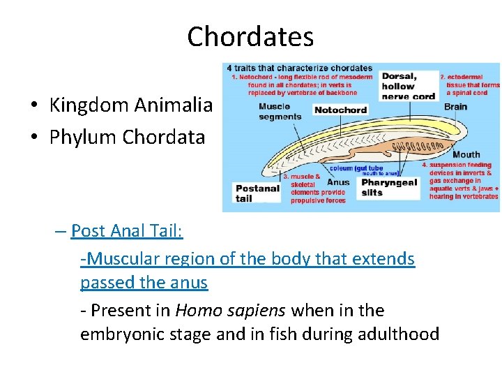 Chordates • Kingdom Animalia • Phylum Chordata – Post Anal Tail: -Muscular region of