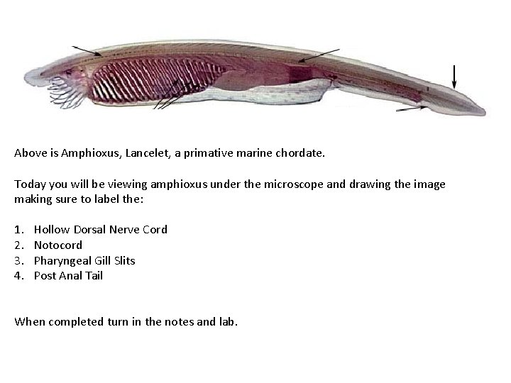 Above is Amphioxus, Lancelet, a primative marine chordate. Today you will be viewing amphioxus
