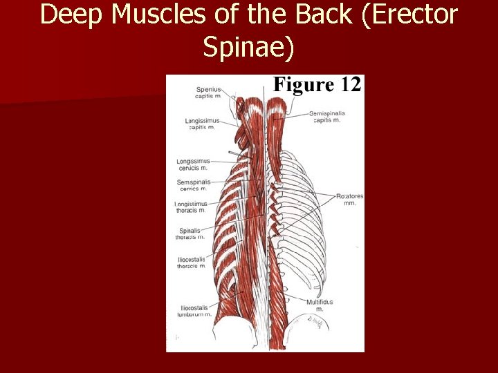 Deep Muscles of the Back (Erector Spinae) 