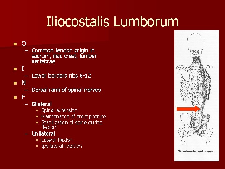 Iliocostalis Lumborum n O n I n N n F – Common tendon origin