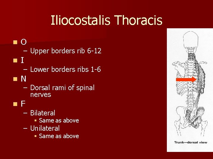 Iliocostalis Thoracis n O n I n N n F – Upper borders rib