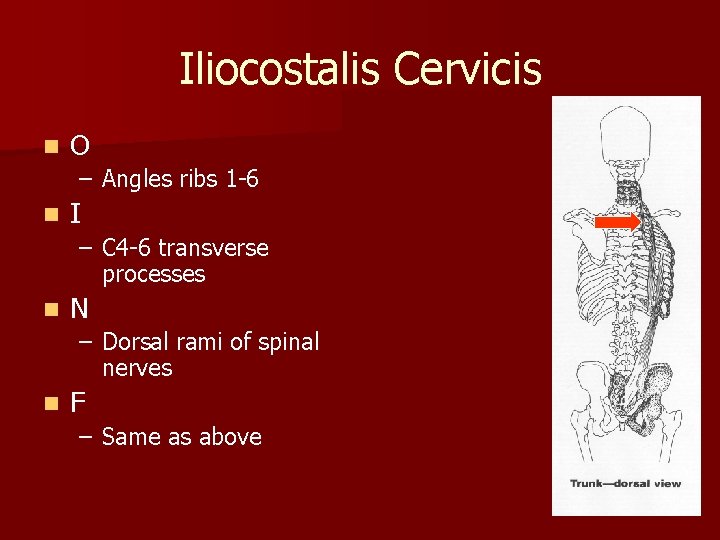 Iliocostalis Cervicis n O – Angles ribs 1 -6 n I – C 4