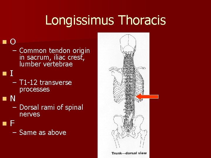 Longissimus Thoracis n O n I n N n F – Common tendon origin