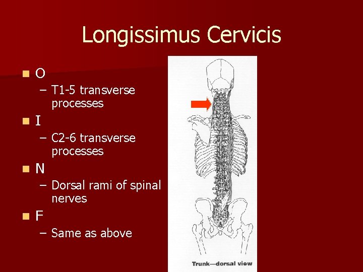 Longissimus Cervicis n O – T 1 -5 transverse processes n I – C