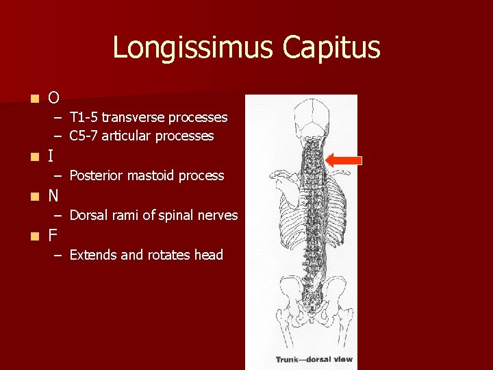 Longissimus Capitus n O – T 1 -5 transverse processes – C 5 -7