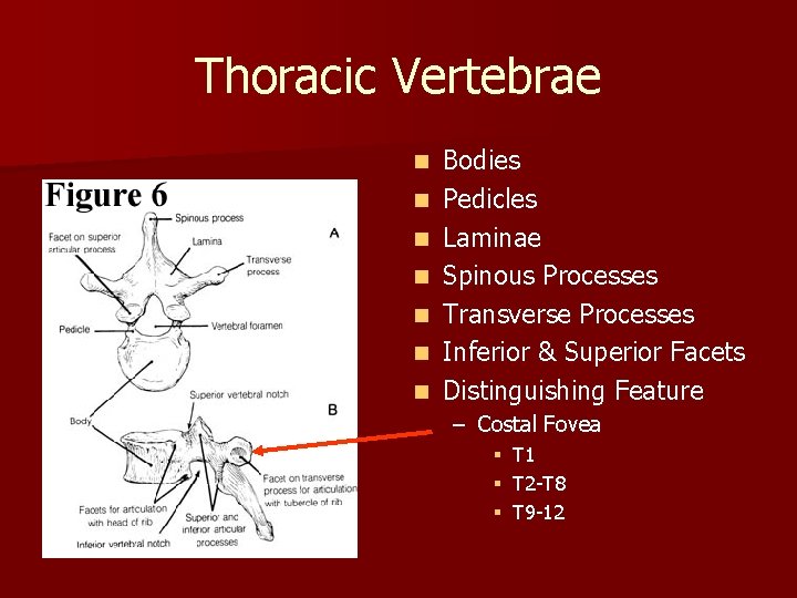 Thoracic Vertebrae n n n n Bodies Pedicles Laminae Spinous Processes Transverse Processes Inferior
