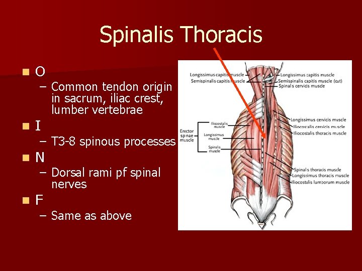 Spinalis Thoracis n O n I n N n F – Common tendon origin