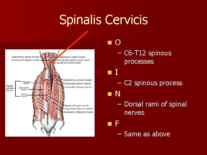 Spinalis Cervicis n O – C 6 -T 12 spinous processes n I –