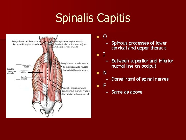 Spinalis Capitis n O – Spinous processes of lower cervical and upper thoracic n