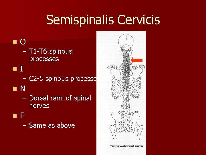 Semispinalis Cervicis n O – T 1 -T 6 spinous processes n I –