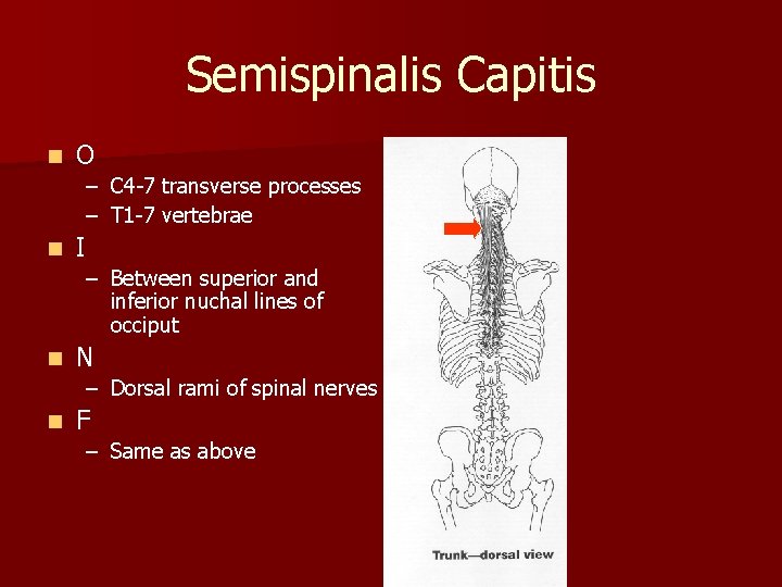 Semispinalis Capitis n O – C 4 -7 transverse processes – T 1 -7