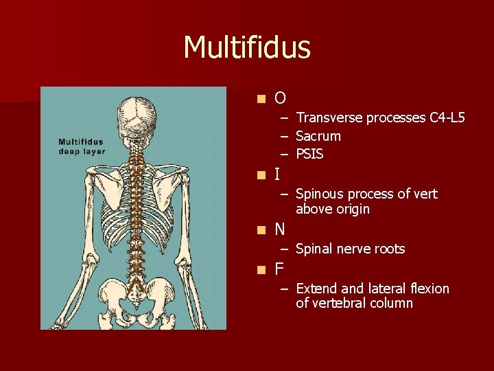 Multifidus n O – Transverse processes C 4 -L 5 – Sacrum – PSIS