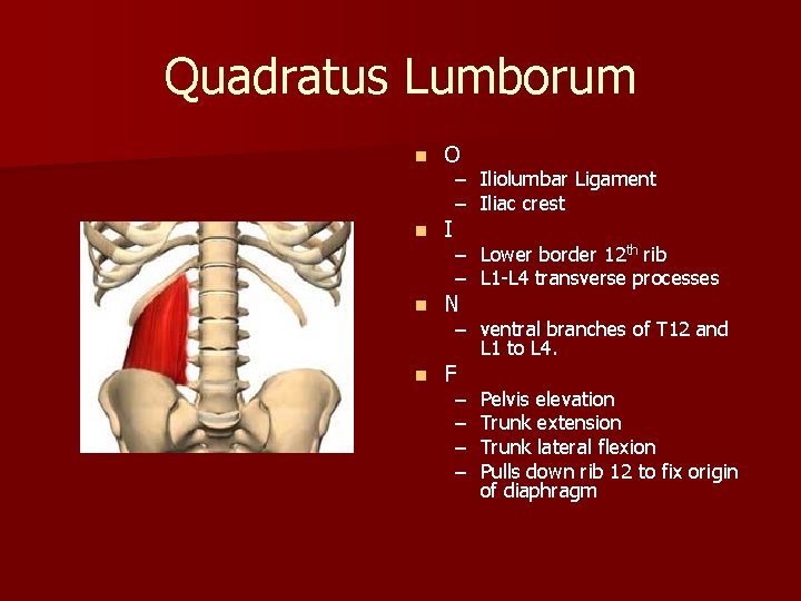 Quadratus Lumborum n O n I n N n F – Iliolumbar Ligament –