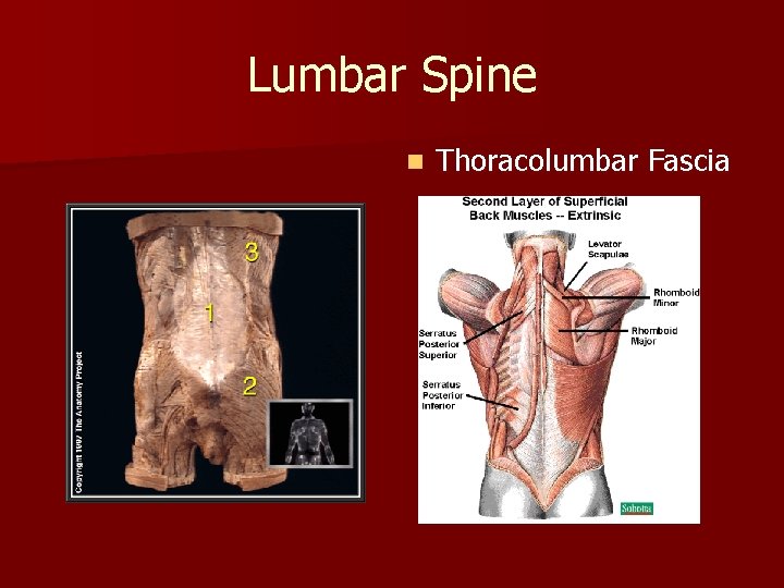 Lumbar Spine n Thoracolumbar Fascia 