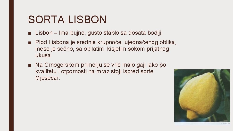 SORTA LISBON ■ Lisbon – Ima bujno, gusto stablo sa dosata bodlji. ■ Plod