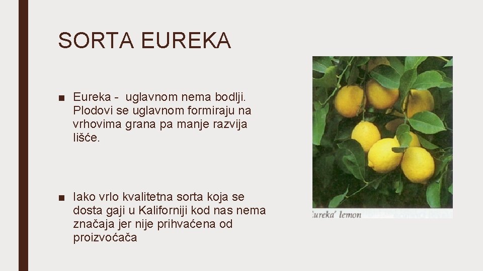 SORTA EUREKA ■ Eureka - uglavnom nema bodlji. Plodovi se uglavnom formiraju na vrhovima