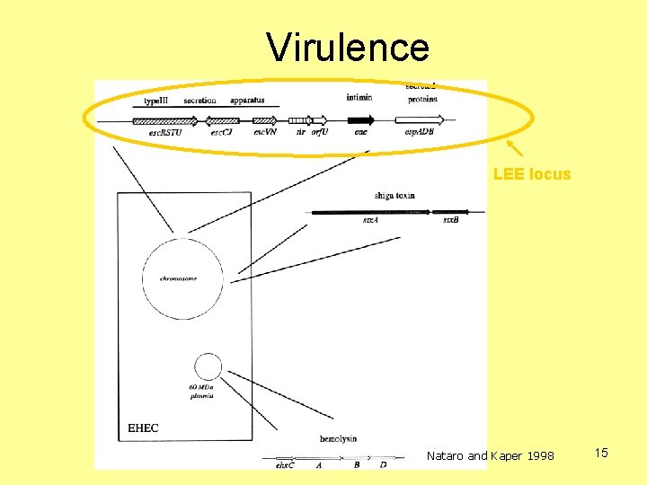 Virulence LEE locus Nataro and Kaper 1998 15 