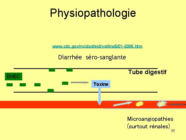 Physiopathologie www. cdc. gov/ncidod/eid/vol 8 no 5/01 -0385. htm. Diarrhée séro-sanglante Tube digestif EHEC