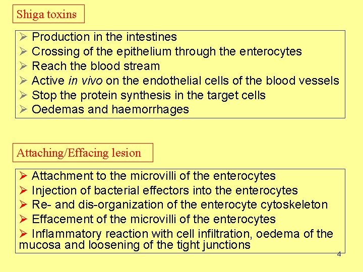 Shiga toxins Ø Production in the intestines Ø Crossing of the epithelium through the