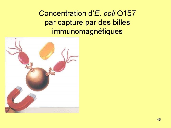 Concentration d’E. coli O 157 par capture par des billes immunomagnétiques 48 