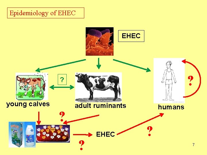 Epidemiology of EHEC ? ? young calves ? adult ruminants ? EHEC humans ?