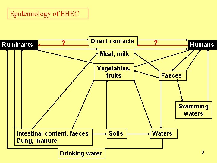 Epidemiology of EHEC Ruminants ? Direct contacts ? Humans Meat, milk Vegetables, fruits Faeces