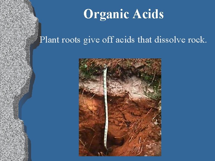 Organic Acids Plant roots give off acids that dissolve rock. 