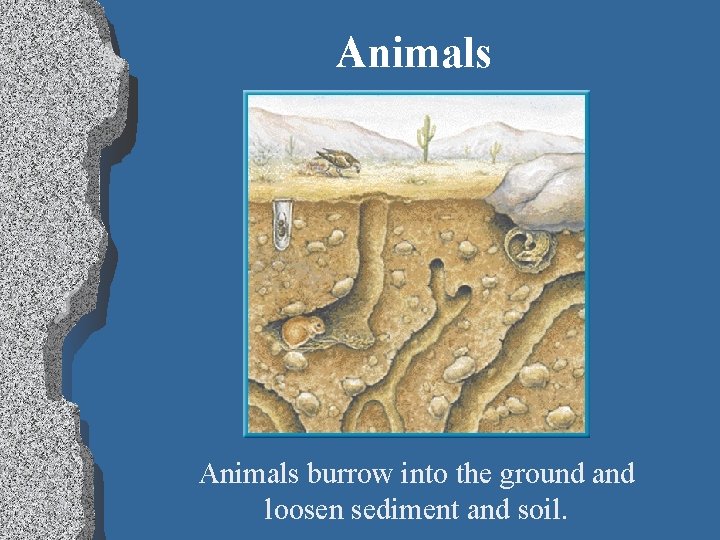 Animals burrow into the ground and loosen sediment and soil. 