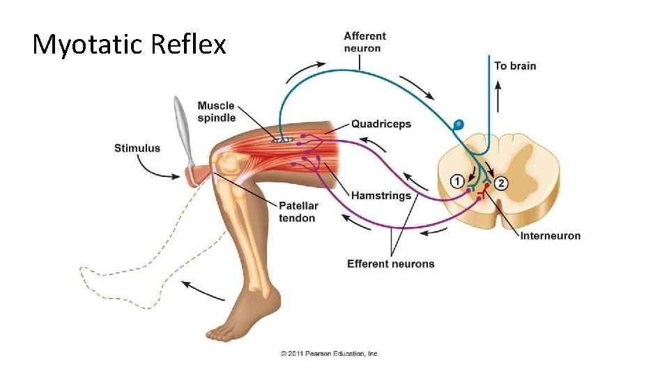 Myotatic Reflex 