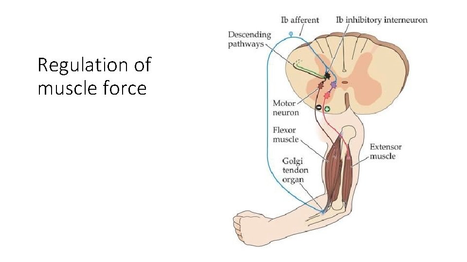 Regulation of muscle force 