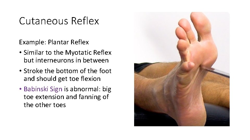 Cutaneous Reflex Example: Plantar Reflex • Similar to the Myotatic Reflex but interneurons in
