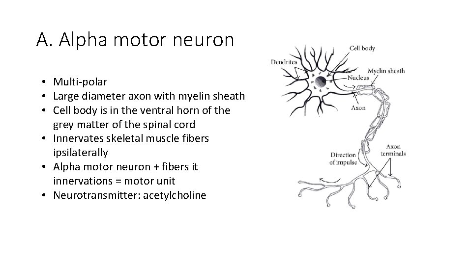 A. Alpha motor neuron • Multi-polar • Large diameter axon with myelin sheath •