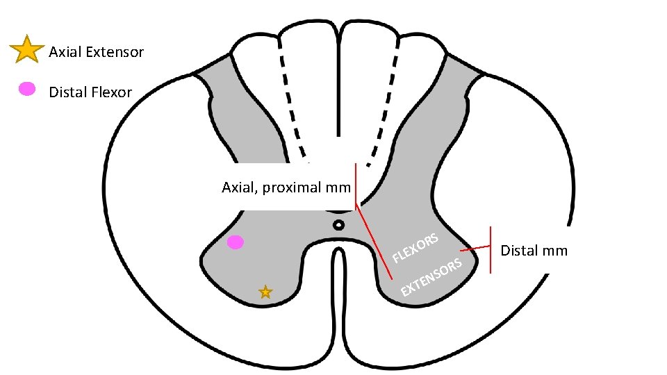 Axial Extensor Distal Flexor Axial, proximal mm S R O X E FL EN