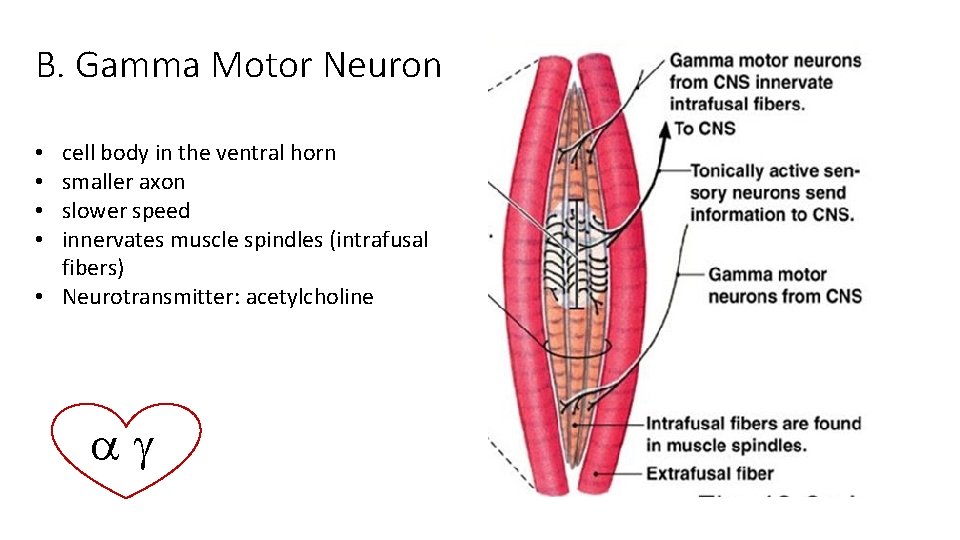 B. Gamma Motor Neuron cell body in the ventral horn smaller axon slower speed
