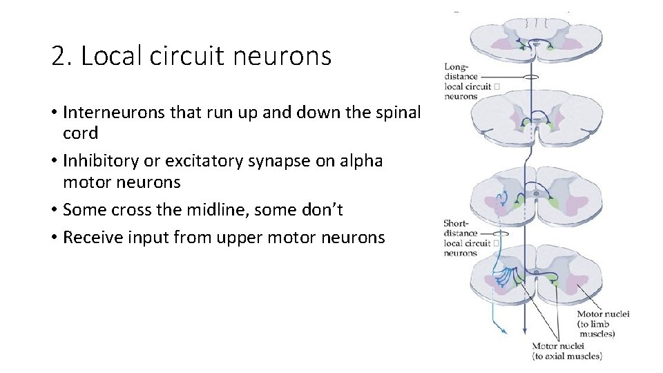 2. Local circuit neurons • Interneurons that run up and down the spinal cord
