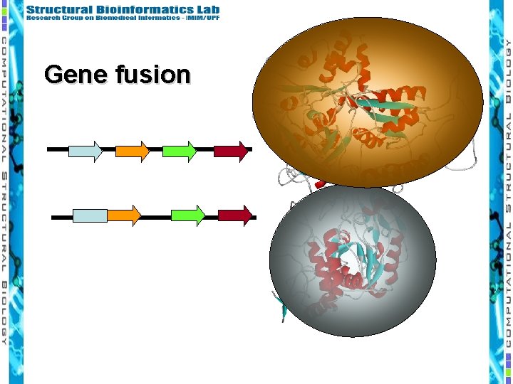 Gene fusion 