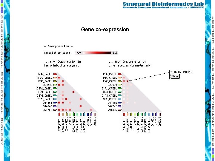 Gene co-expression 