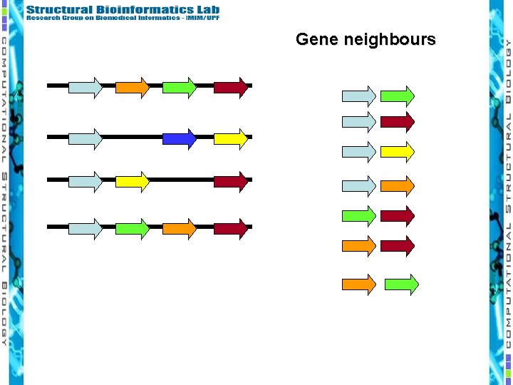 Gene neighbours 