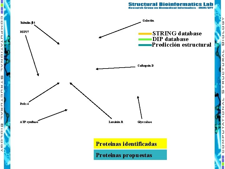 Galectin Tubulin 5 STRING database DIP database Predicción estructural HSP 27 Cathepsin D Prdx