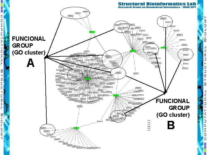 FUNCIONAL GROUP (GO cluster) A FUNCIONAL GROUP (GO cluster) B 