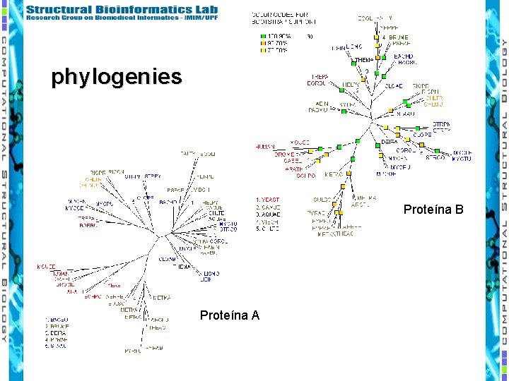 phylogenies Proteína B Proteína A 