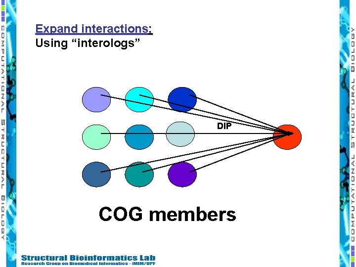 Expand interactions: Using “interologs” DIP COG members 