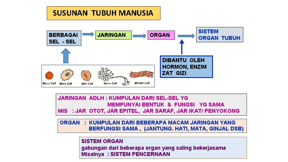 SUSUNAN TUBUH MANUSIA BERBAGAI SEL - SEL JARINGAN ORGAN SISTEM ORGAN TUBUH DIBANTU OLEH